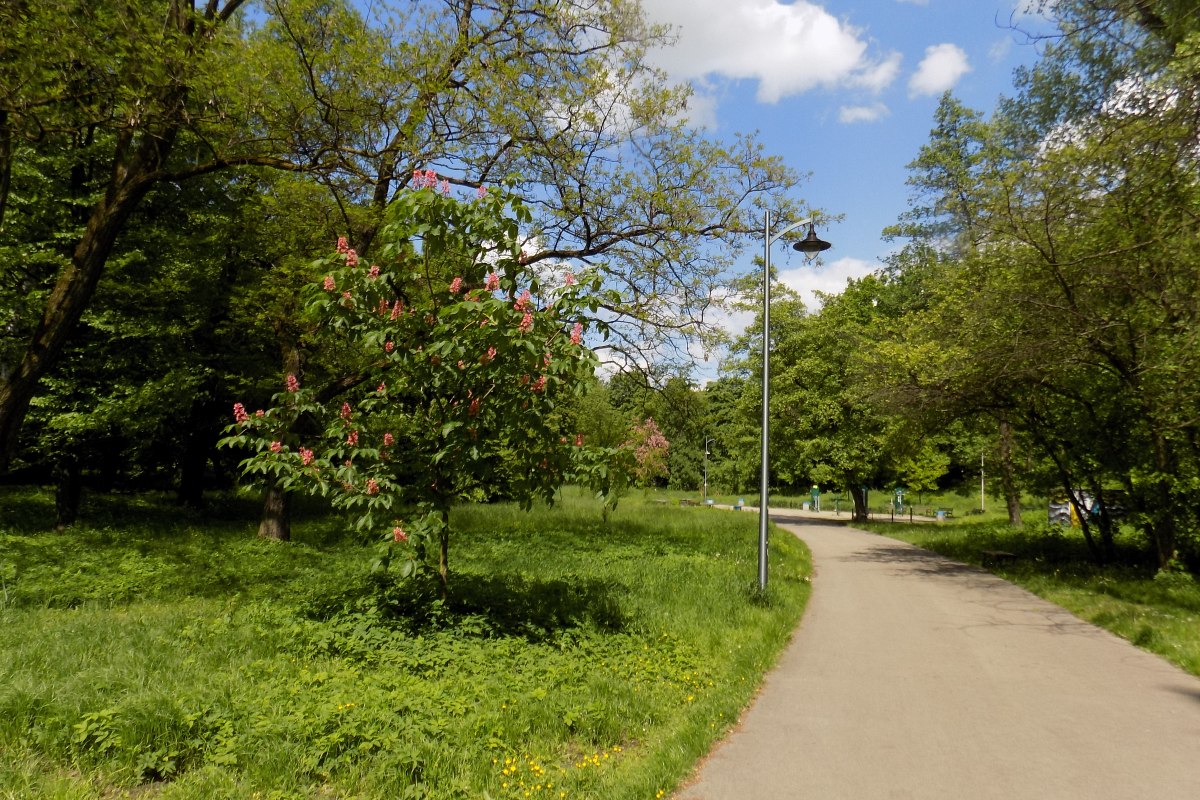 Park Sielecki w Sosnowcu &#8211; fotografie