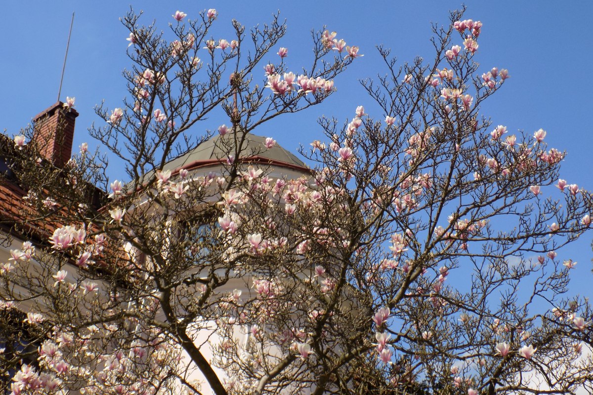 Szlak Kwitnącej Magnolii w Cieszynie &#8211; film