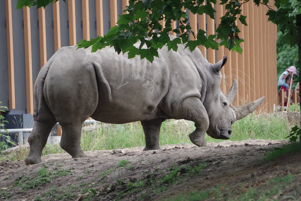 Śląski Ogród Zoologiczny: nosorożce &#8211; film