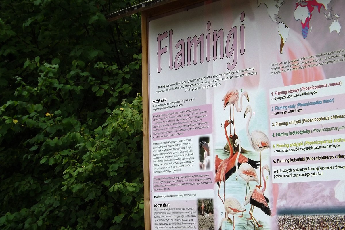 Śląski Ogród Zoologiczny: flamingi &#8211; film