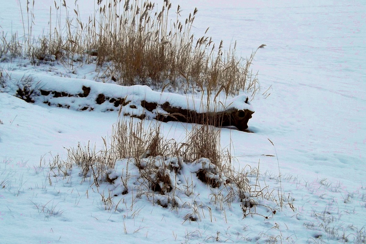 Zimowy spacer nad Jeziorem Świerklanieckim &#8211; film