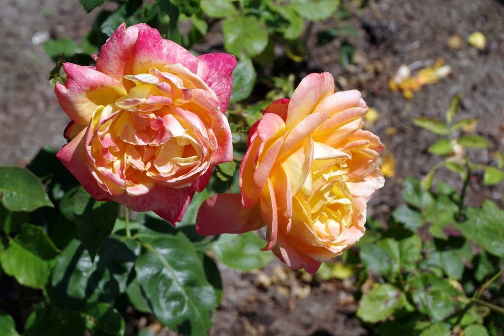 Rosarium w Parku Śląskim &#8211; fotografie